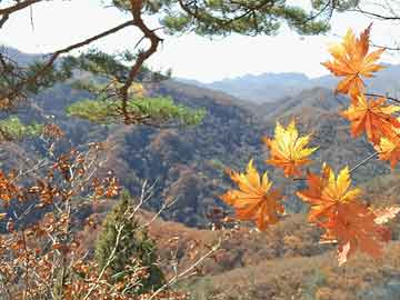 新乡四季花城，最新动态与未来展望